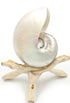 Premium White Pearled Nautilus Shell